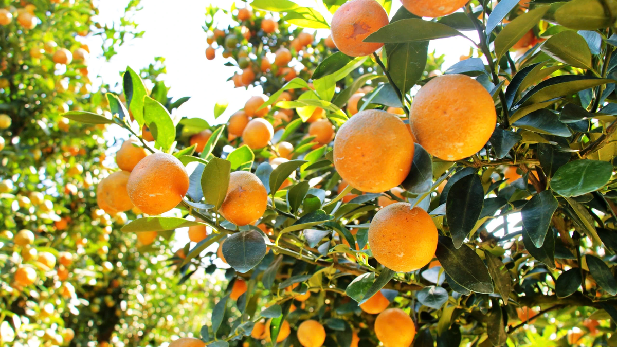 Les fleurs de pêcher et les kumquats connaissent des baisses de prix significatives le 28e jour du Nouvel An lunaire.