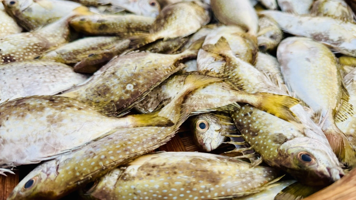 Fiskare i Quang Ngai-provinsen gav sig ut på havet under natten och gjorde sig rika med en riklig fångst.