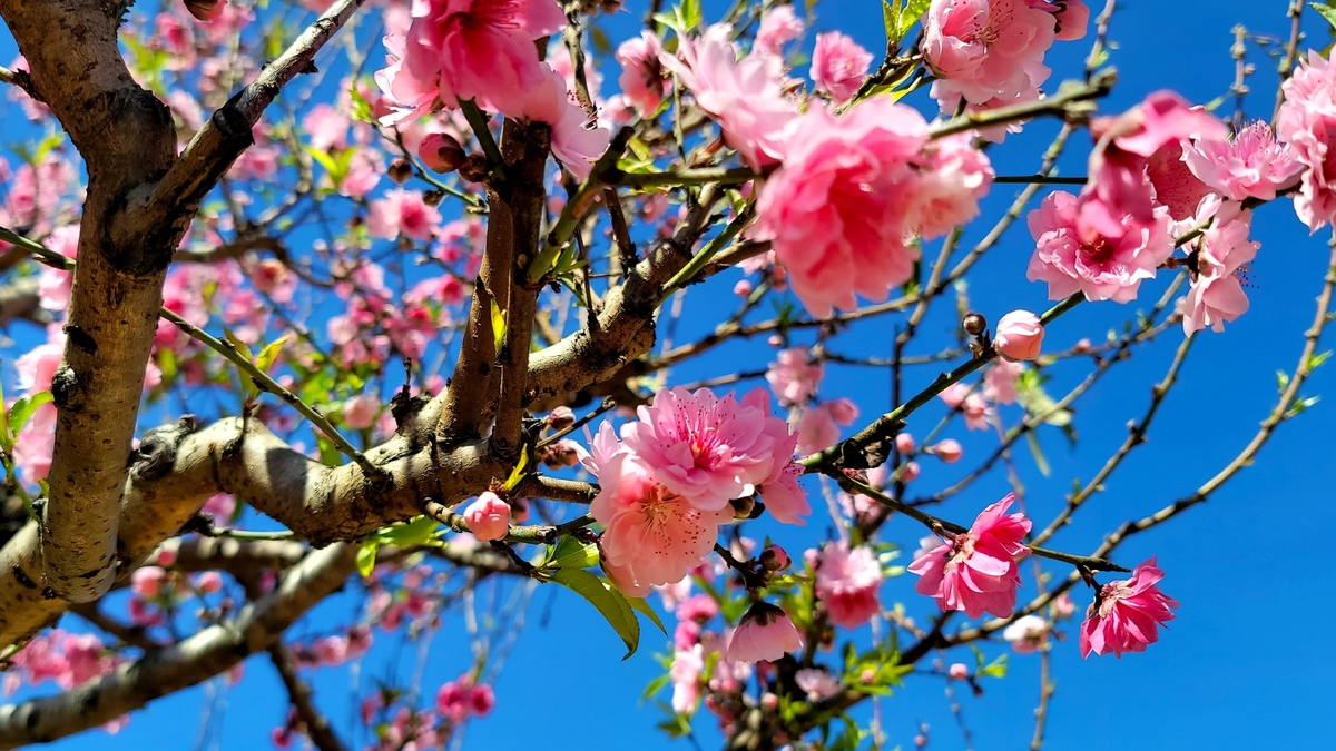 ដើមផ្កាប៉េស និងផ្កាអាព្រីខូតនៅតែមិនទាន់លក់ដាច់ ហើយនៅរាយប៉ាយតាមដងផ្លូវបន្ទាប់ពីបុណ្យតេត។