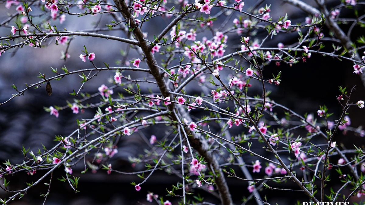 Discover these amazing cherry blossom viewing spots on the Ha Giang rocky plateau.