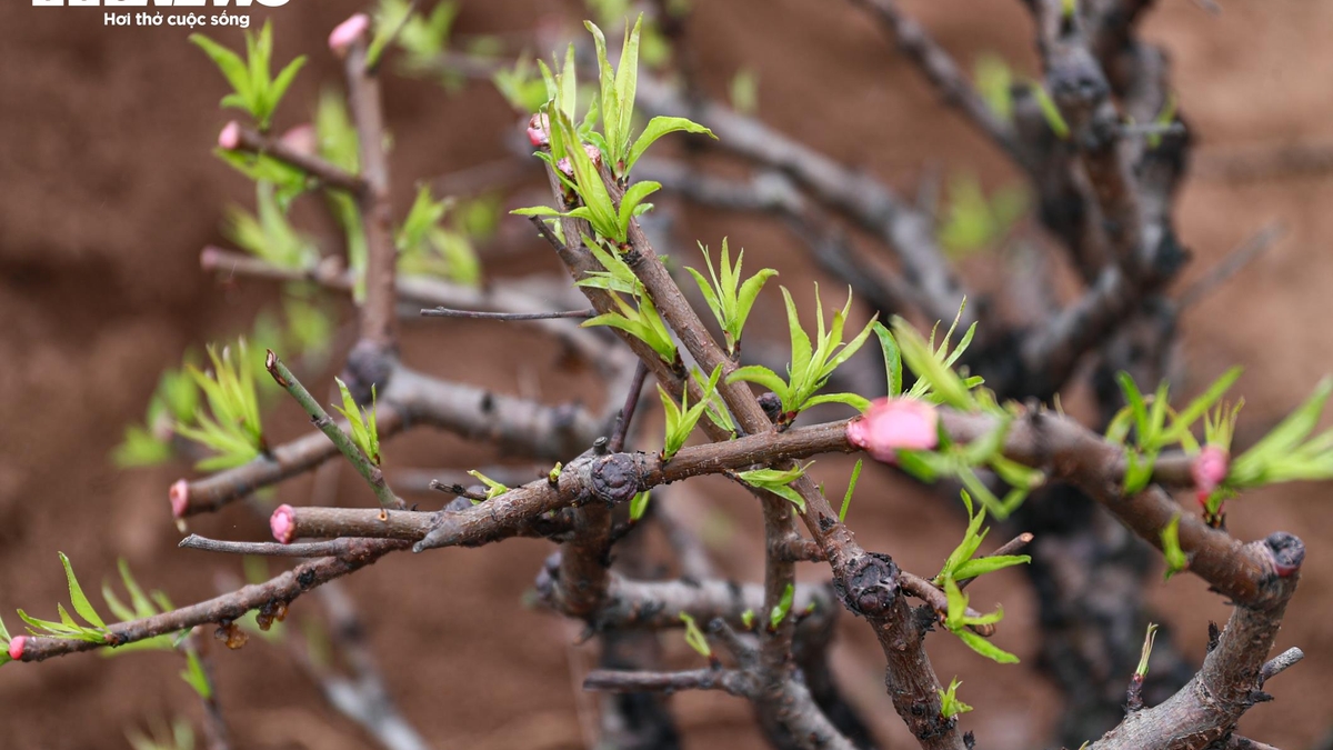 Garden owners in Nhat Tan are busy 'reviving' peach blossoms after Tet, preserving their shape for the next season.