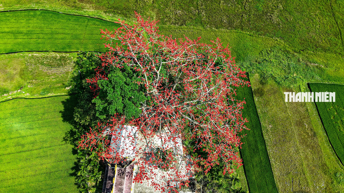 A century-old kapok tree blazes bright red amidst the green fields along the Tra Khuc River.