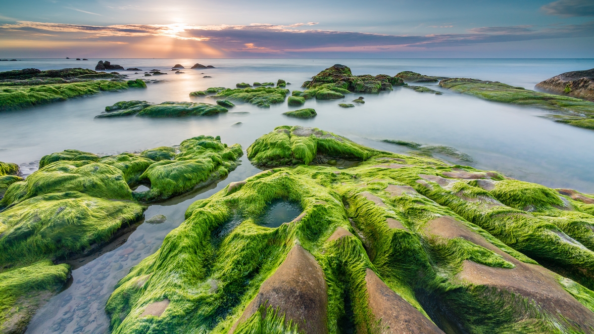La playa de Co Thach, cubierta de musgo verde, atrae a turistas que buscan momentos raros.