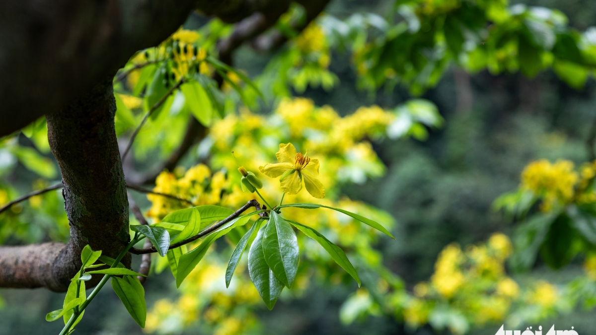 Perdu au milieu d'abricotiers en fleurs jaunes centenaires dans les vastes forêts de Quang Tri.