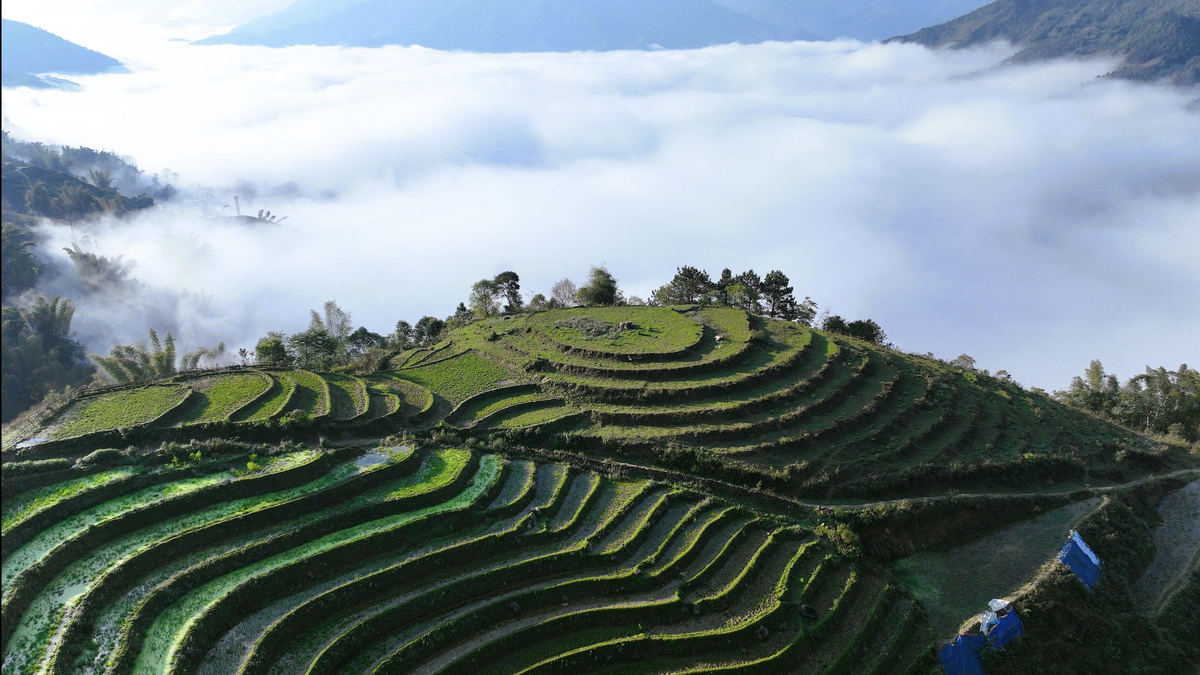 Kawasan perkebunan bunga persik Lung Cung di provinsi Lao Cai sangat mendambakan sebuah jalan.