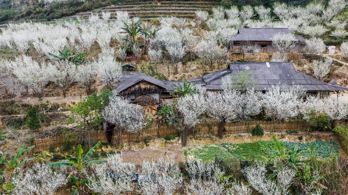 Det drømmende hvite platået Bac Ha og Si Ma Cai i plommeblomstsesongen.