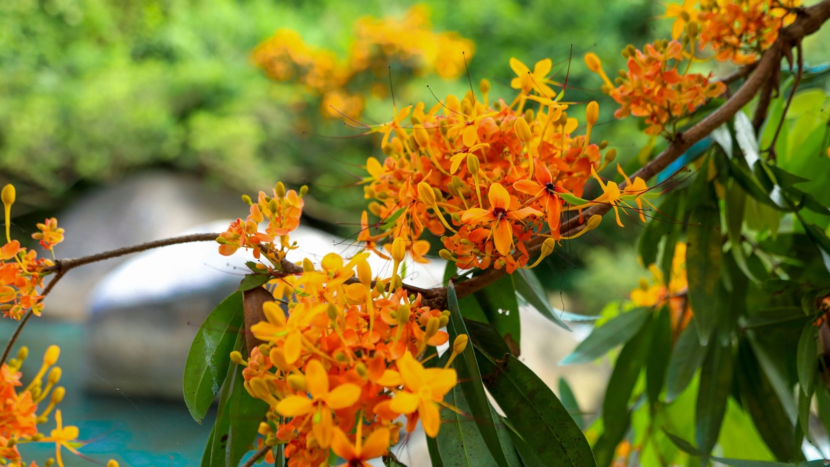 Wilde bloemen bloeien uitbundig en kleuren de beekjes en bossen van Da Nang geel.