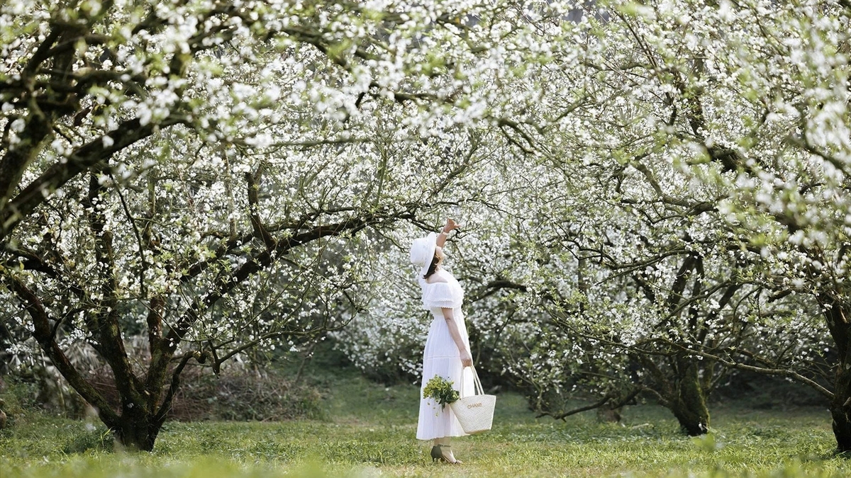 Platoul alb de vis format din Bac Ha și Si Ma Cai în sezonul florilor de prun.