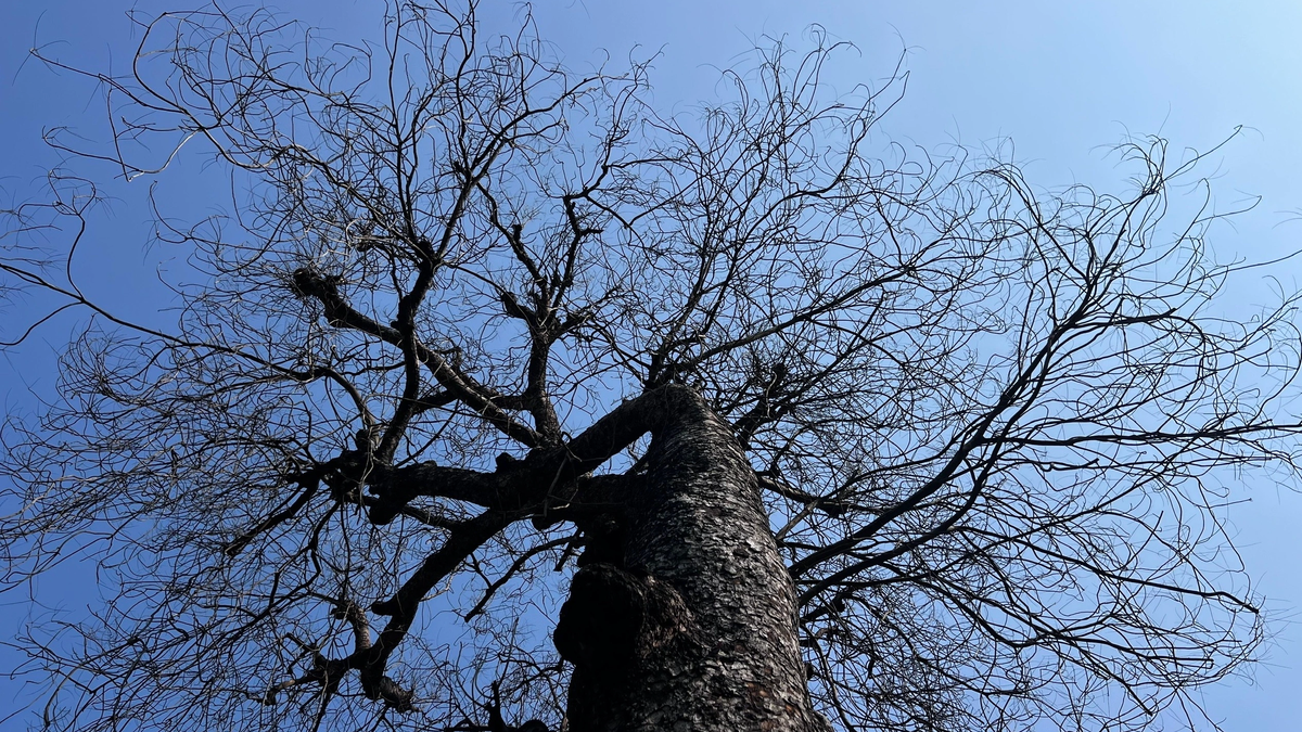 Many old mahogany trees on Lang Street have unusually lost their leaves.