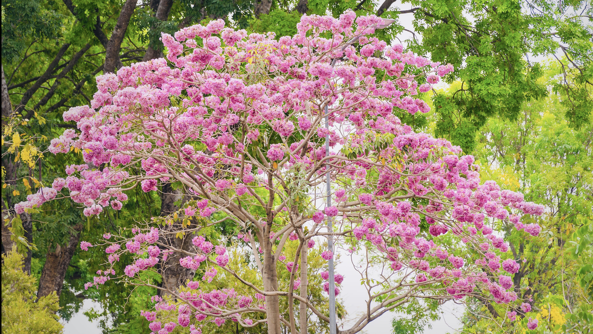 Bewonder de levendige roze trompetbloemen in Can Tho.