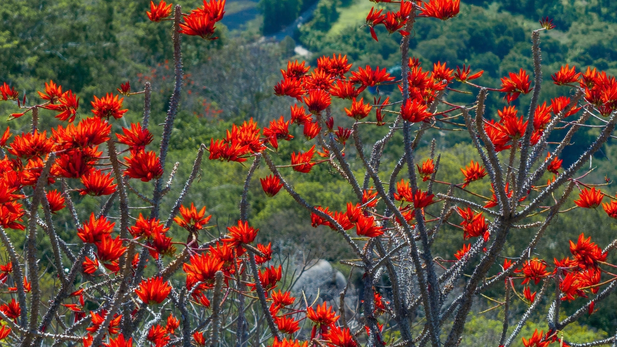 Jongeren trekken massaal naar de Ba Den-berg om foto's te maken van de felrode bauhinia-bloemen.