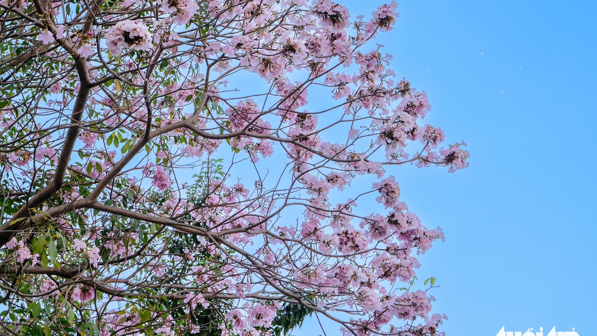 Entlang vieler Straßen in Ho-Chi-Minh-Stadt stehen die rosa Trompetenblumen in voller Blüte.