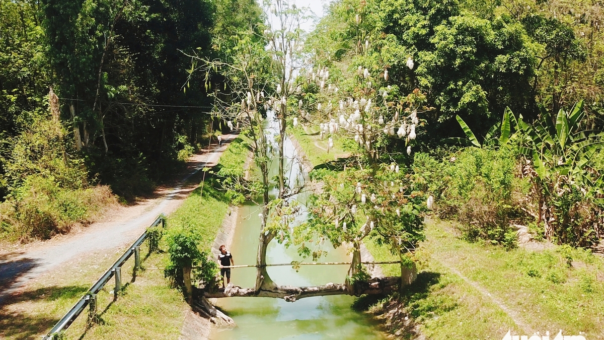 Den unika kapokbron i An Nhon Tay (Ho Chi Minh-staden) får turister att hoppas att ingen kommer att skada träden.
