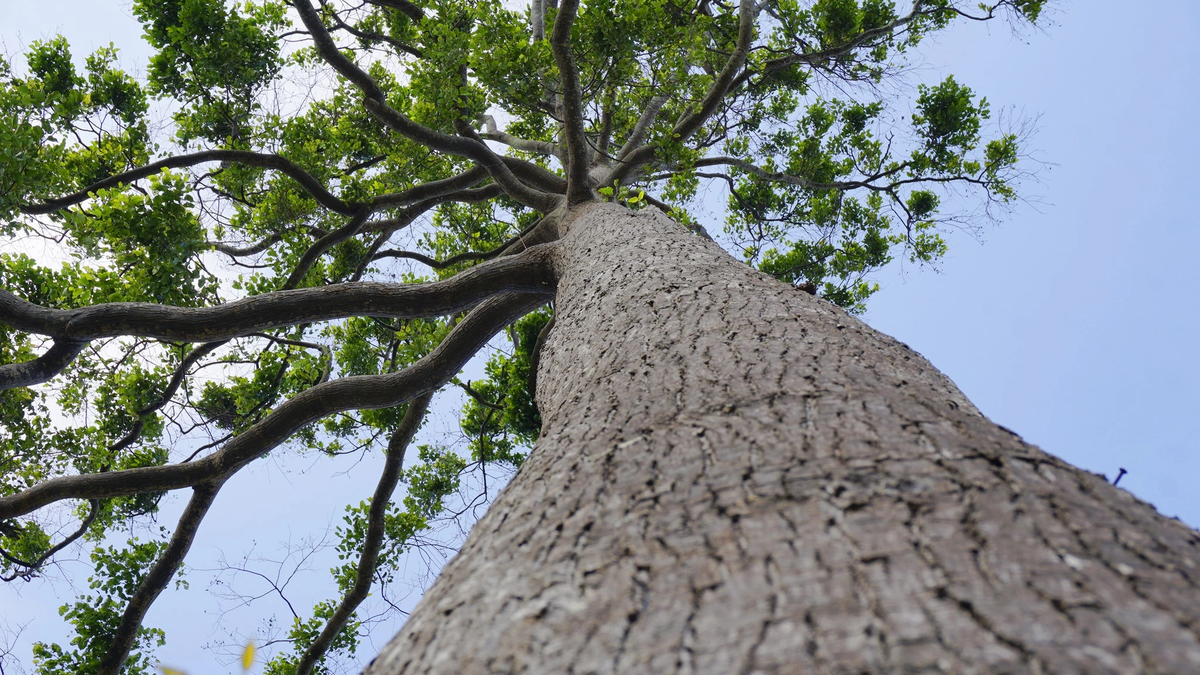 The ancient star trees at Lang Song Minor Seminary are reviving after the historic storm.