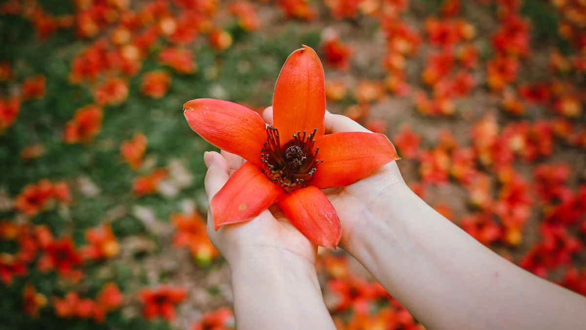 Captivée par les fleurs rouge vif du kapokier au cœur de la campagne de Hung Yen.
