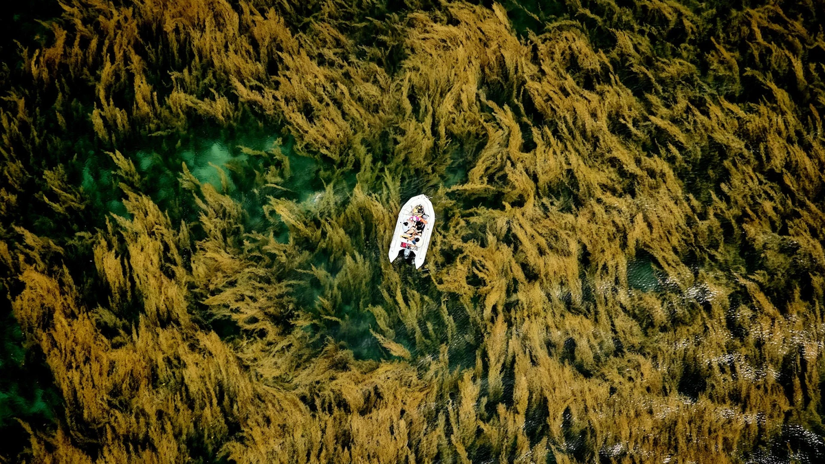 Des photographies d'algues de Con Dao remportent un prix international.