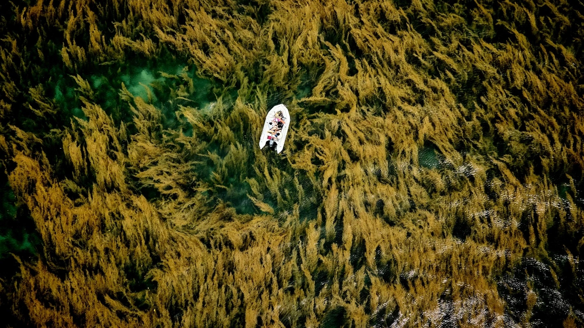 Fotografiile cu alge marine din Con Dao au câștigat un premiu internațional.