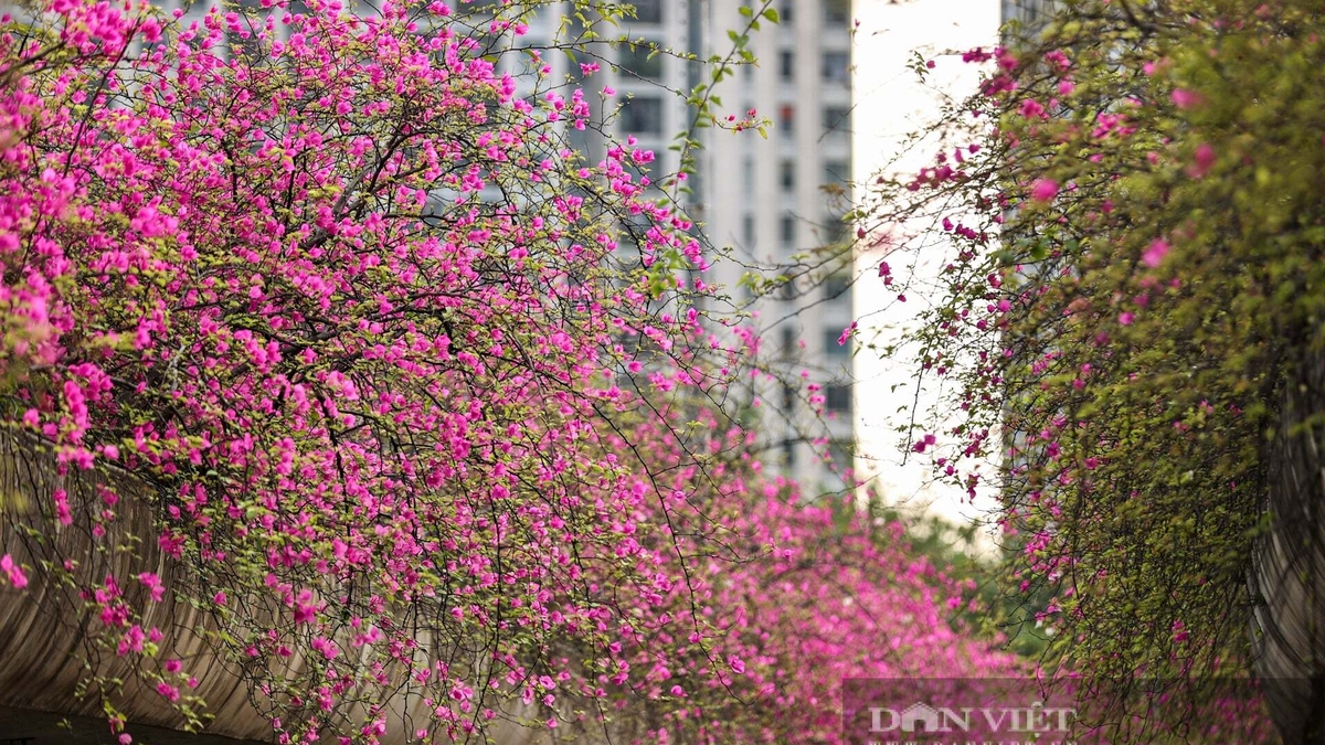 まるで「おとぎの国」のようなブーゲンビリアの花の「滝」がソーシャルメディアで話題を呼び、ハノイの若者にとって理想的な「インスタ映えスポット」となっている。