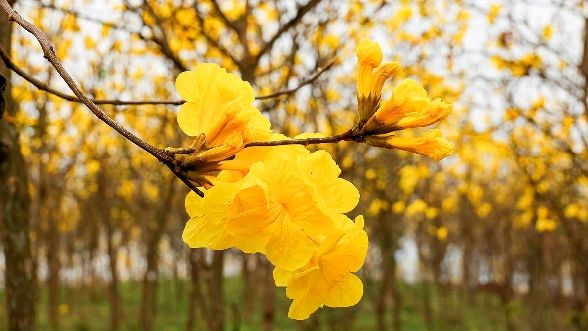 Die Jahreszeit der leuchtend gelben Ahornblüten in der Küstenstadt Vung Tau.