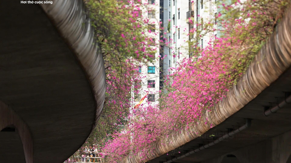 Bougainvilleablommor täcker Thuy Tien-bron och skapar en scen som liknar ett "sagoland".