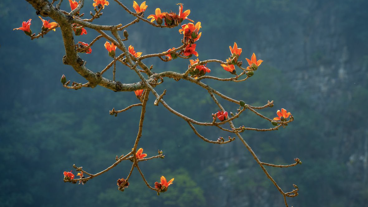 Warna-warna menawan bunga kapuk di bulan Maret.
