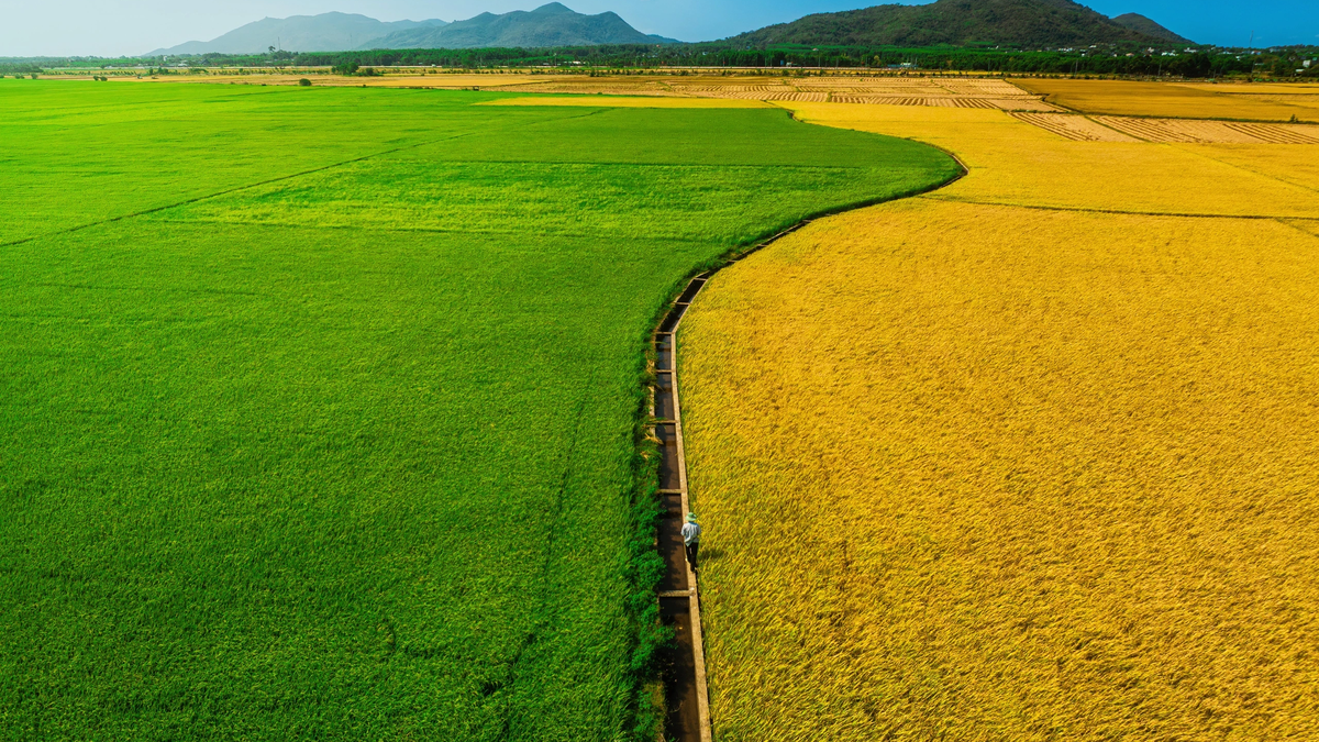 វាលស្រែ​បៃតង និង​លឿង​ពីរពណ៌​នៅទីក្រុងហូជីមិញ នៅរដូវ​កាលដ៏ស្រស់ស្អាតបំផុតរបស់វា ប្រៀបបាននឹងគំនូរជនបទដ៏ស្រស់ស្អាតមួយ។