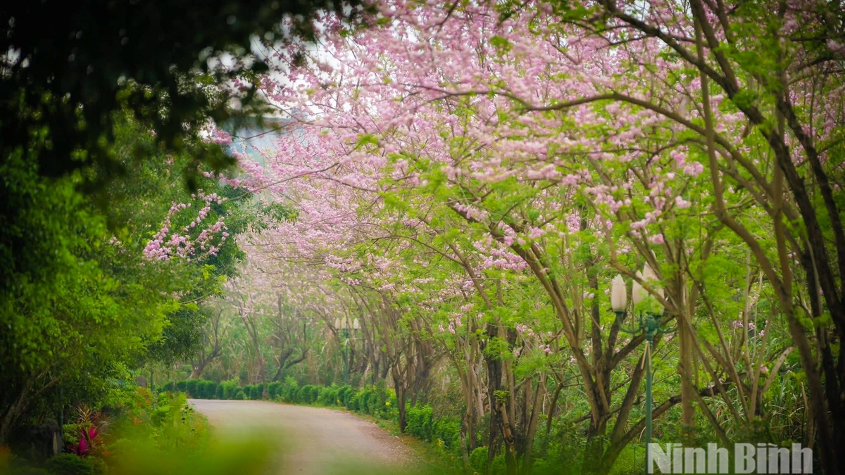 De kleurrijke bloemen sieren het toeristische landschap van Ninh Binh.