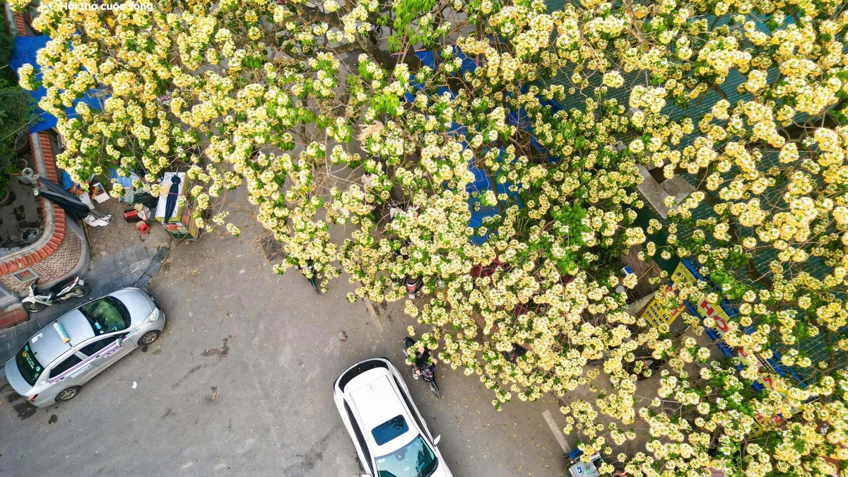 Las flores del árbol de Bauhinia florecen, cubriendo el horizonte de Hanoi con tonos dorados.