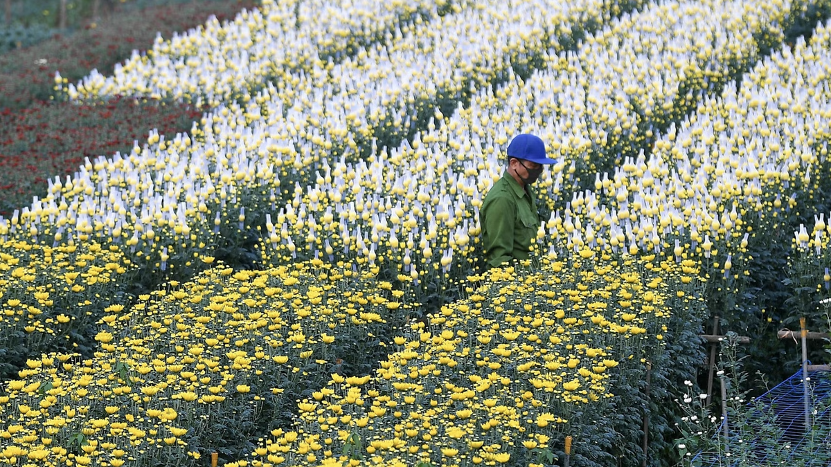 Se promener dans les champs de fleurs sur le point d'éclore le long de la rivière Rouge.