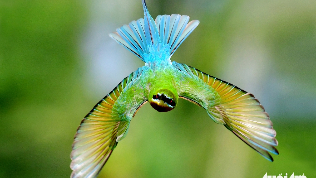 Admire the 'adorable' moments of the green-tailed bulbul in the Mekong Delta.