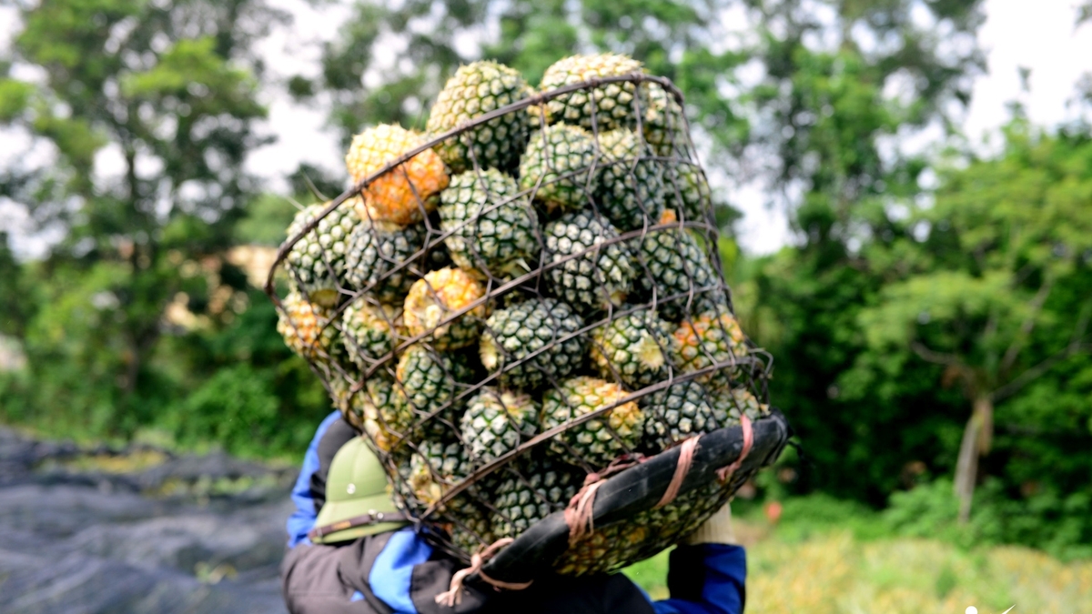 Несучи ананаси на спинах під палючим літнім сонцем, фермери в Тхань Хоа щодня заробляють мільйони донгів.
