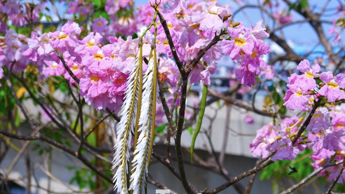 ดอกไม้สีชมพูรูปทรงแตรที่สวยงามในนครโฮจิมินห์นั้นดึงดูดใจทั้งคนท้องถิ่นและนักท่องเที่ยว ต่างก็ชื่นชอบการถ่ายรูปและเช็คอิน