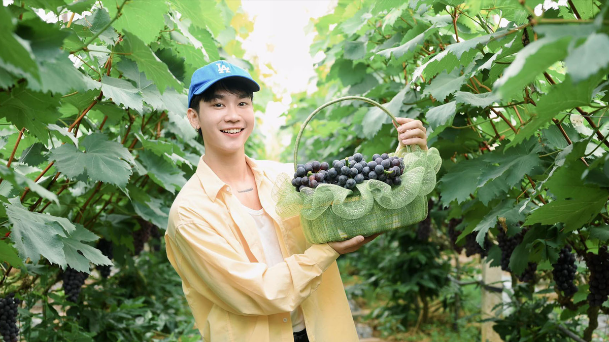 Les vignobles de Bac Ninh, croulant sous les raisins mûrs, attirent les visiteurs venus prendre des photos et cueillir eux-mêmes les fruits.