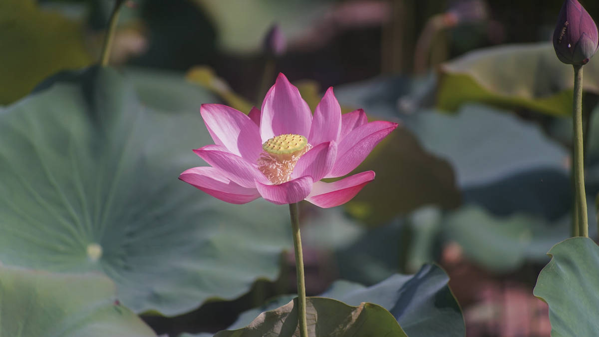 Admira los estanques de lotos en flor en la campiña de la provincia de Quang Nam.