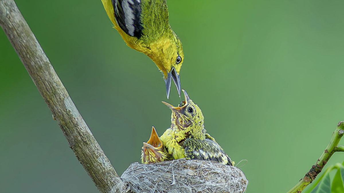 Het ronde nest van de fluitvogel 'binnensluipen': de kuikens openen hun bekjes in afwachting van voedsel.