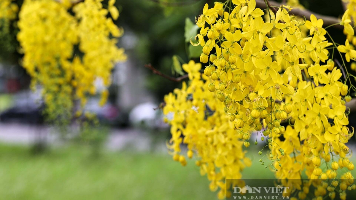 হ্যানয়ের একটি শহরাঞ্চল দেখতে তৃণভূমির মতো, যেখানে ঘন সবুজ ঘাস আর উজ্জ্বল হলুদ ফুল লাগানো আছে।