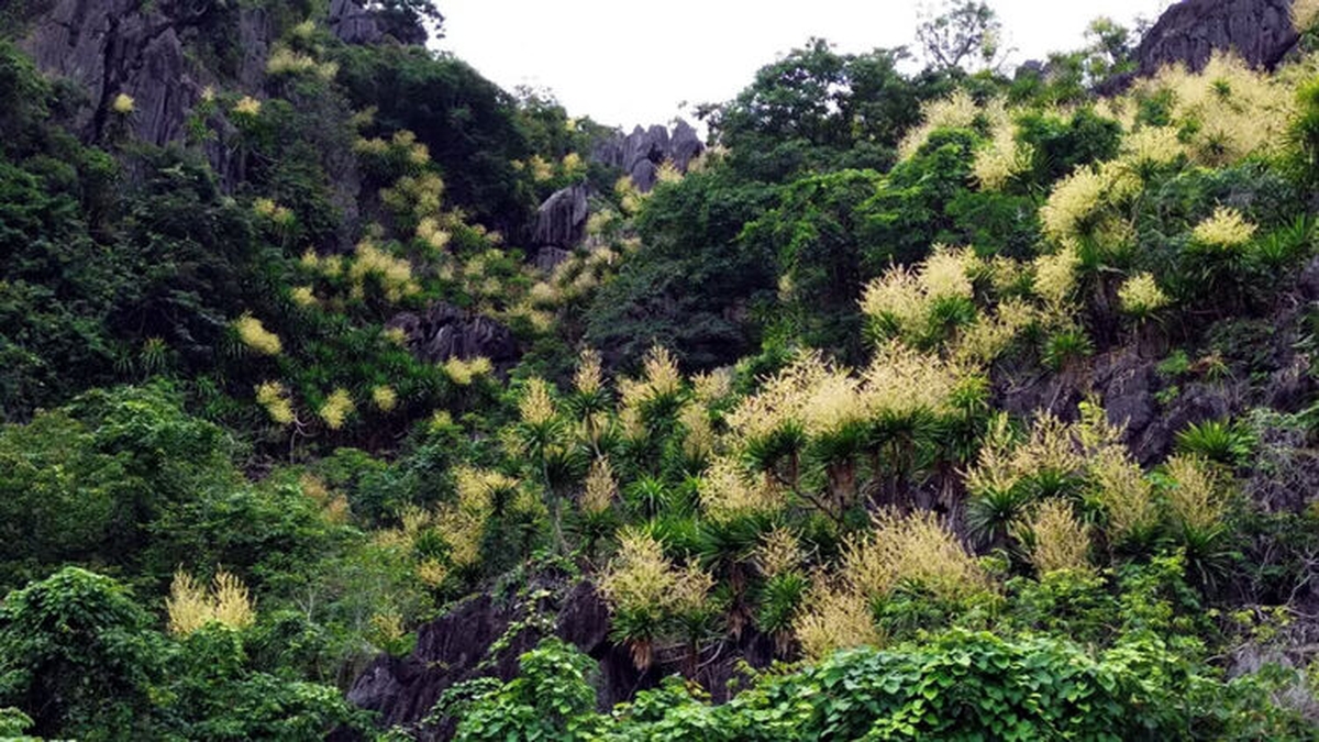Bewundern Sie die goldenen Blüten des Geldbaums an der Ha Long Bucht.