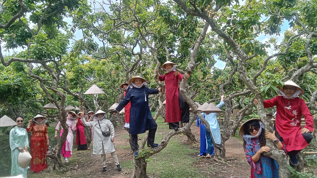 Affascinato dagli antichi alberi di longan di Con Son.