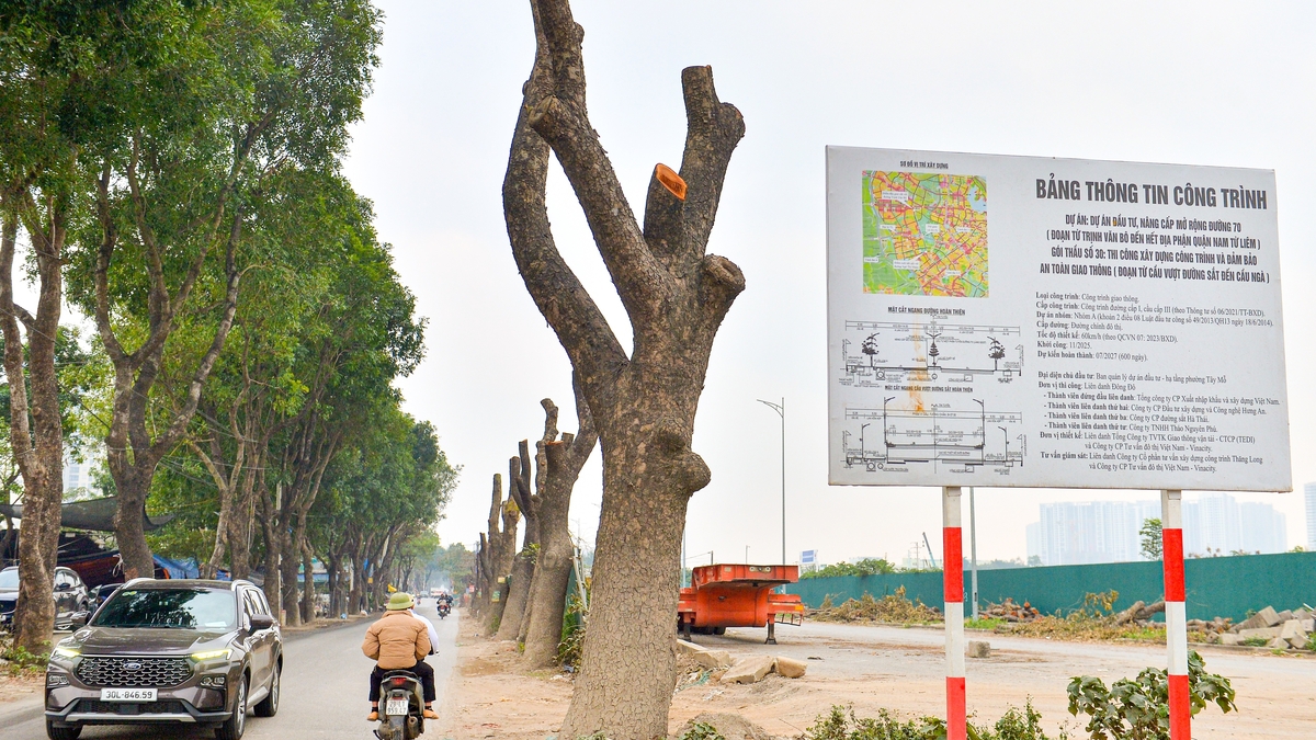 Hanoi abbatte alberi secolari per preparare il terreno all'ampliamento stradale da un miliardo di dollari.