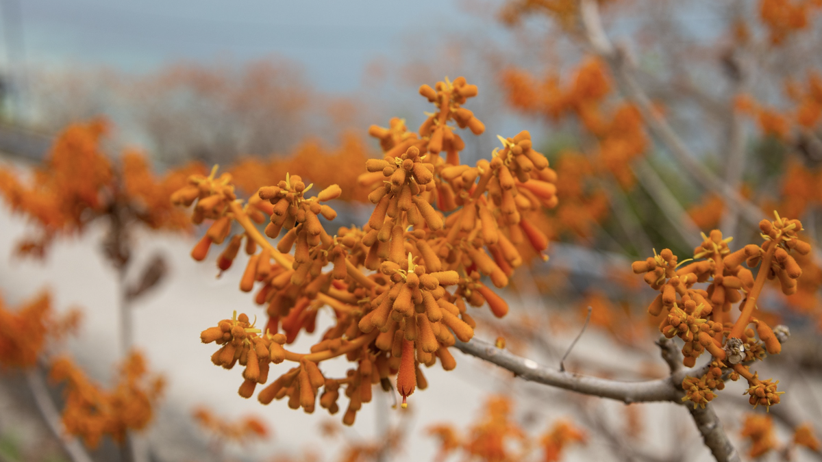 Il vibrante colore rosso-arancio dei fiori di paulownia sull'isola di Cu Lao Cham.