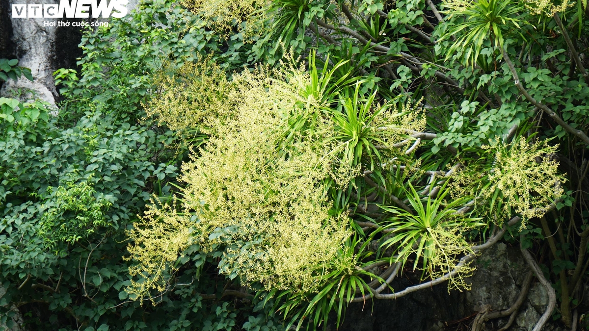 樹齢百万年のハロン湾の断崖が、一斉に花を咲かせる見事な光景を堪能してください。