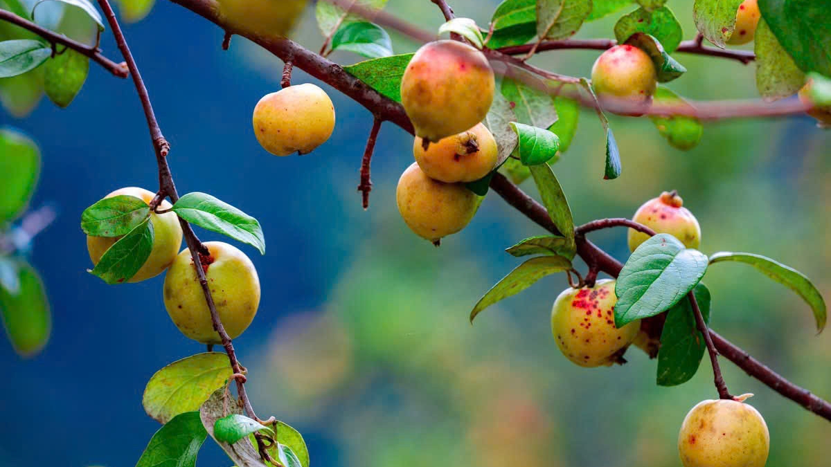 The fruit ripening season on the mountaintops of Northwest Vietnam.