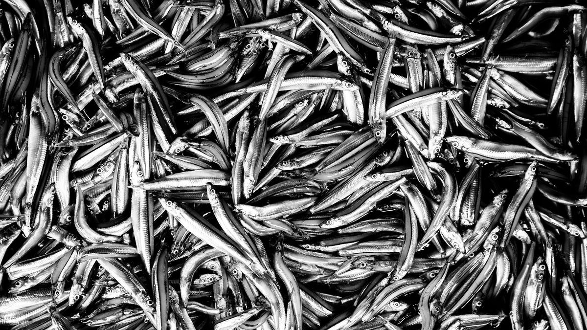 Capturaron varias decenas de toneladas de anchoas en una sola noche.