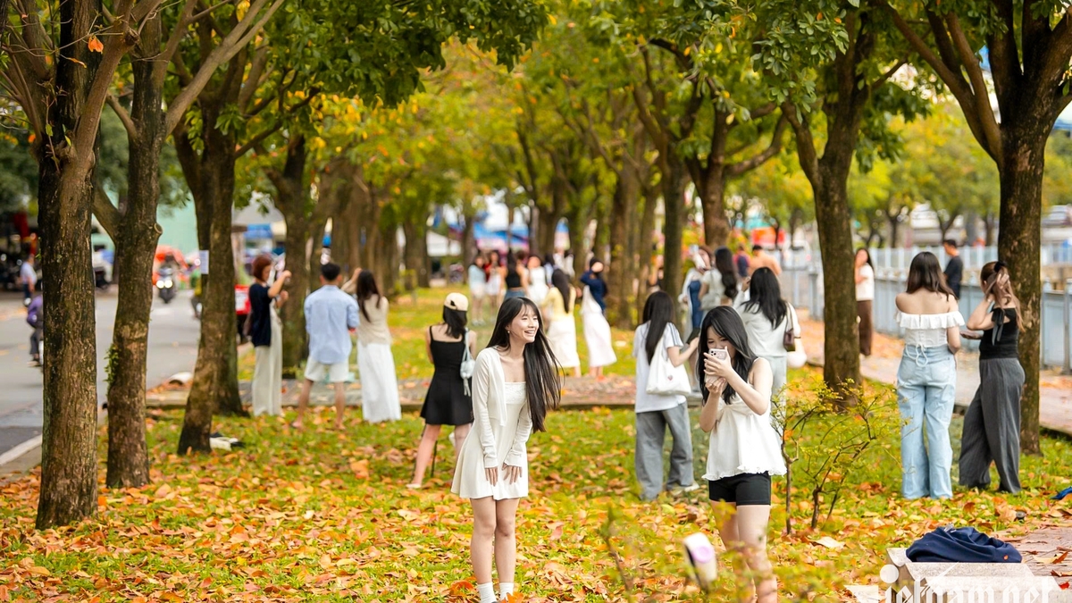 Las calles de Ciudad Ho Chi Minh están cubiertas de tonos dorados, que recuerdan al otoño en Hanói, lo que atrae a los jóvenes a tomar fotografías.