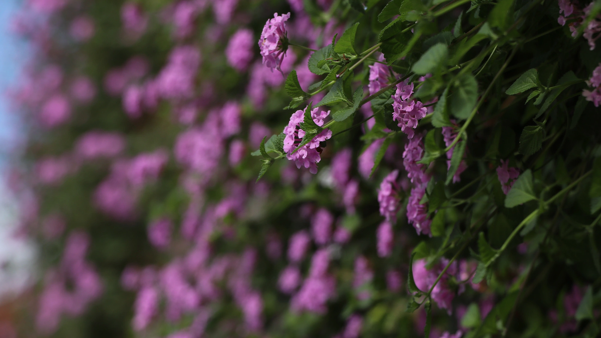 Een huis dat volledig bedekt is met opvallende paarse bloemen springt in het oog in de straat; de eigenaar onthult het geheim.