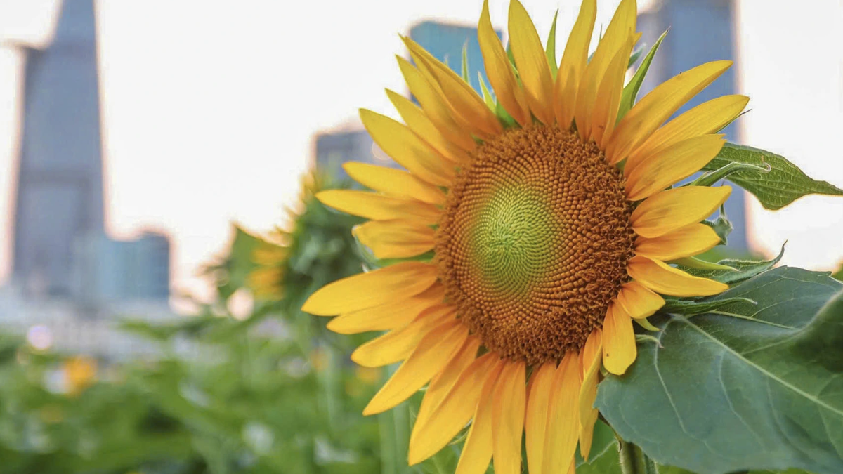 Les spots photos ornés de tournesols attirent de nombreux visiteurs à Hô Chi Minh-Ville pendant les vacances du Nouvel An.