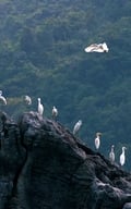 Thế giới hoang dã trên đảo Cát Bà