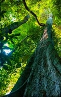 Khám phá rừng nguyên sinh Phú Quốc