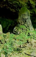  Hang động huyền bí hấp dẫn khách Tây, được ví như 'động Phong Nha' ở Thanh Hóa