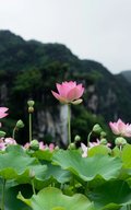 Mùa sen nở rộ thu hút du khách đến với vùng non nước hùng vĩ Ninh Bình